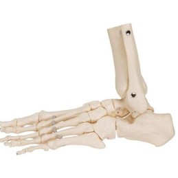 Esqueleto del pie articulado Modelos anatómicos FISIOGREX uso clínico,médico,hospitalario,dental y laboratorio.