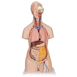 Torso clásico con espalda abierta Modelos anatómicos FISIOGREX uso clínico,médico,hospitalario,dental y laboratorio.