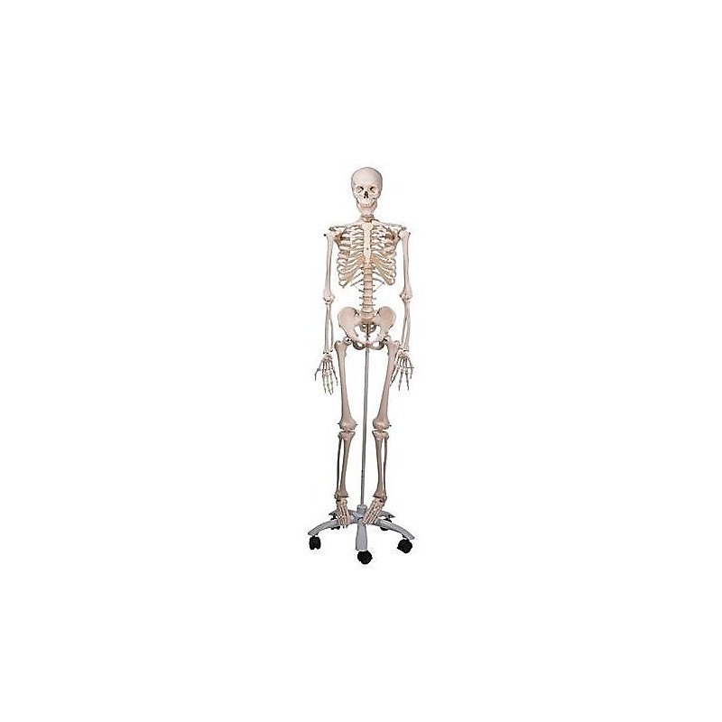 Esqueleto A10 Stan pie metálico 5 ruedas Modelos anatómicos FISIOGREX uso clínico,médico,hospitalario,dental y laboratorio.
