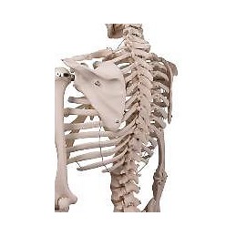 Esqueleto A10 Stan pie metálico 5 ruedas Modelos anatómicos FISIOGREX uso clínico,médico,hospitalario,dental y laboratorio.