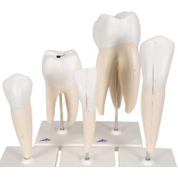 Modelos dentales 5 modelos de dientes Modelos anatómicos FRIOGREX uso clínico,médico,hospitalario,dental y laboratorio.