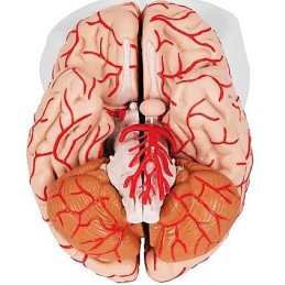 Cerebro con arterias desmontable 9 piezas Modelos anatómicos FISIOGREX uso clínico,médico,hospitalario,dental y laboratorio.