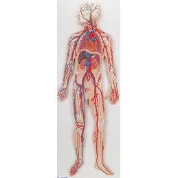 Sistema circulatorio humano Modelos anatómicos FISIOGREX uso clínico,médico,hospitalario,dental y laboratorio.