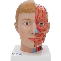 Cabeza con cuello 4 piezas Modelos anatómicos FISIOGREX uso clínico,médico,hospitalario,dental y laboratorio.