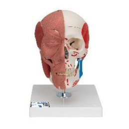 Cráneo con músculos faciales Modelos anatómicos FISIOGREX uso clínico,médico,hospitalario,dental y laboratorio.