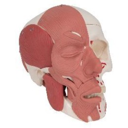 Cráneo con músculos faciales Modelos anatómicos FISIOGREX uso clínico,médico,hospitalario,dental y laboratorio.