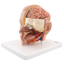 Modelo anatómico de cabeza 6 piezas Modelos anatómicos FISIOGREX uso clínico,médico,hospitalario,dental y laboratorio.