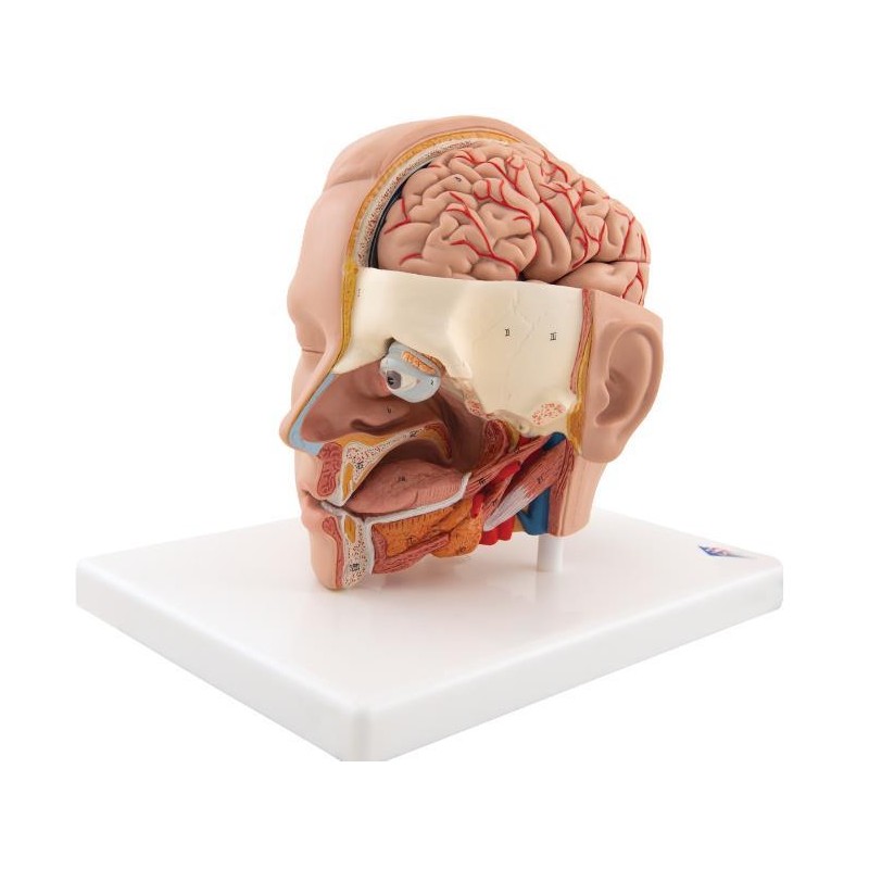 Modelo anatómico de cabeza 6 piezas Modelos anatómicos FISIOGREX uso clínico,médico,hospitalario,dental y laboratorio.