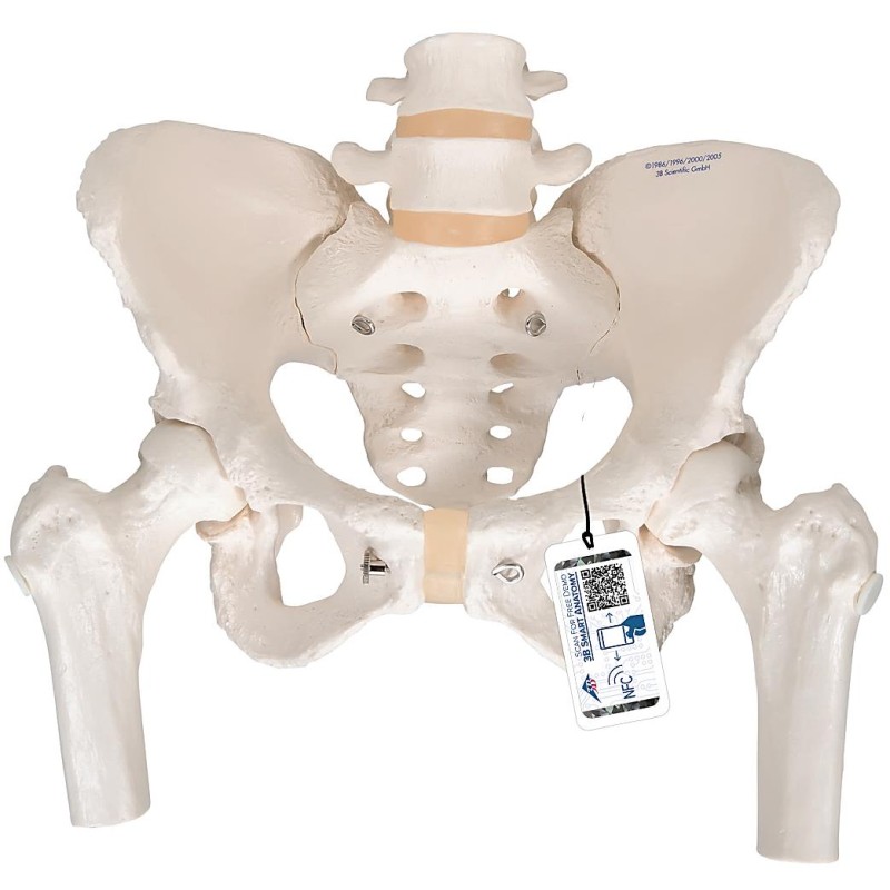 Esqueleto pelvis femenino Modelos anatómicos FISIOGREX uso clínico,médico,hospitalario,dental y laboratorio.