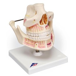 Maniquí enseñanza dentadura de adulto Modelos anatómicos FISIOGREX uso clínico,médico,hospitalario,dental y laboratorio.