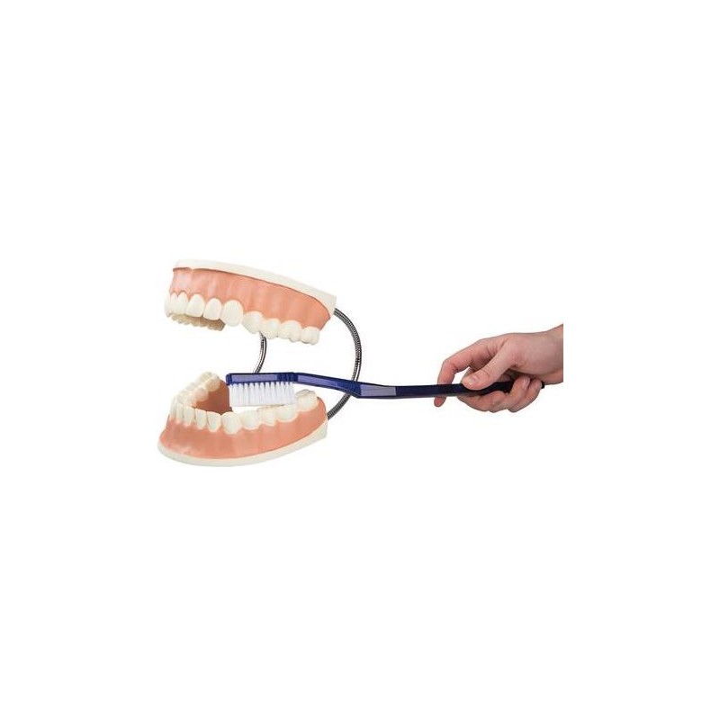 Maniquí enseñanza cuidado dental Modelos anatómicos FISIOGREX uso clínico,médico,hospitalario,dental y laboratorio.